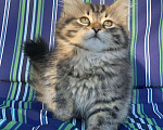 Кошки в Перми: Сибирская кошечка Девочка, Бесплатно - фото 6