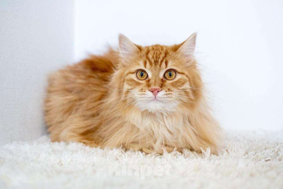 Кошки в Рязани: Рыжие котята, Бесплатно - фото 1