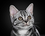 Кошки в Ликино-Дулево: Американская короткошерстная Мальчик, 80 000 руб. - фото 6