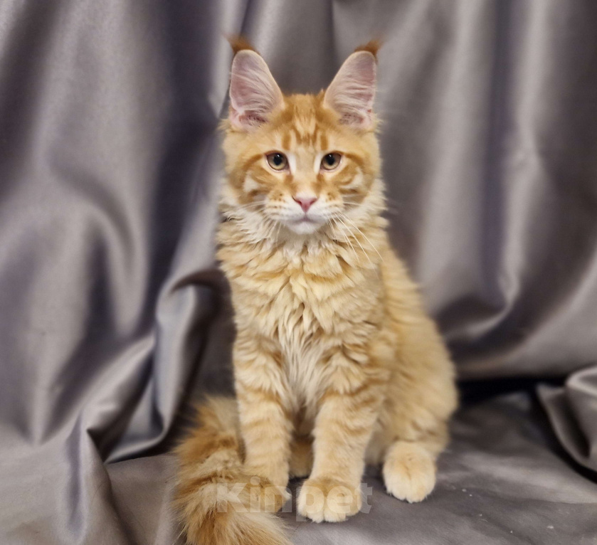 Кошки в Москве: Пресненские котята породы мейн-кун. Антуан  Мальчик, 50 000 руб. - фото 1