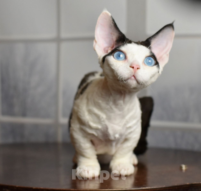 Кошки в Москве: Эксклюзивная девочка с голубыми глазами Девочка, 200 000 руб. - фото 4