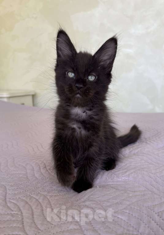 Кошки в Краснодаре: Девочка Мейн-кун Девочка, 45 000 руб. - фото 8