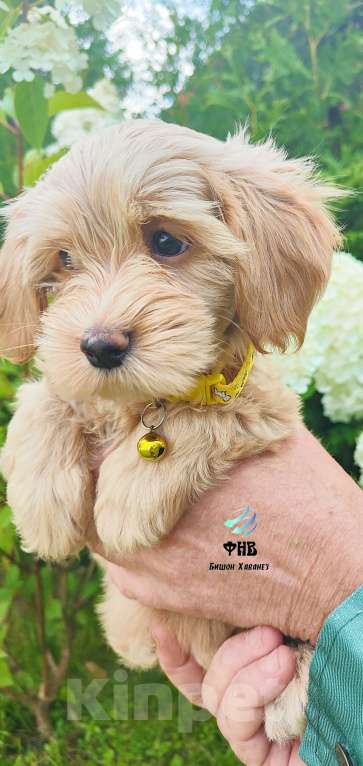 Собаки в Москве: Очаровашка девочка Бишон Хаванез  Девочка, 100 000 руб. - фото 2