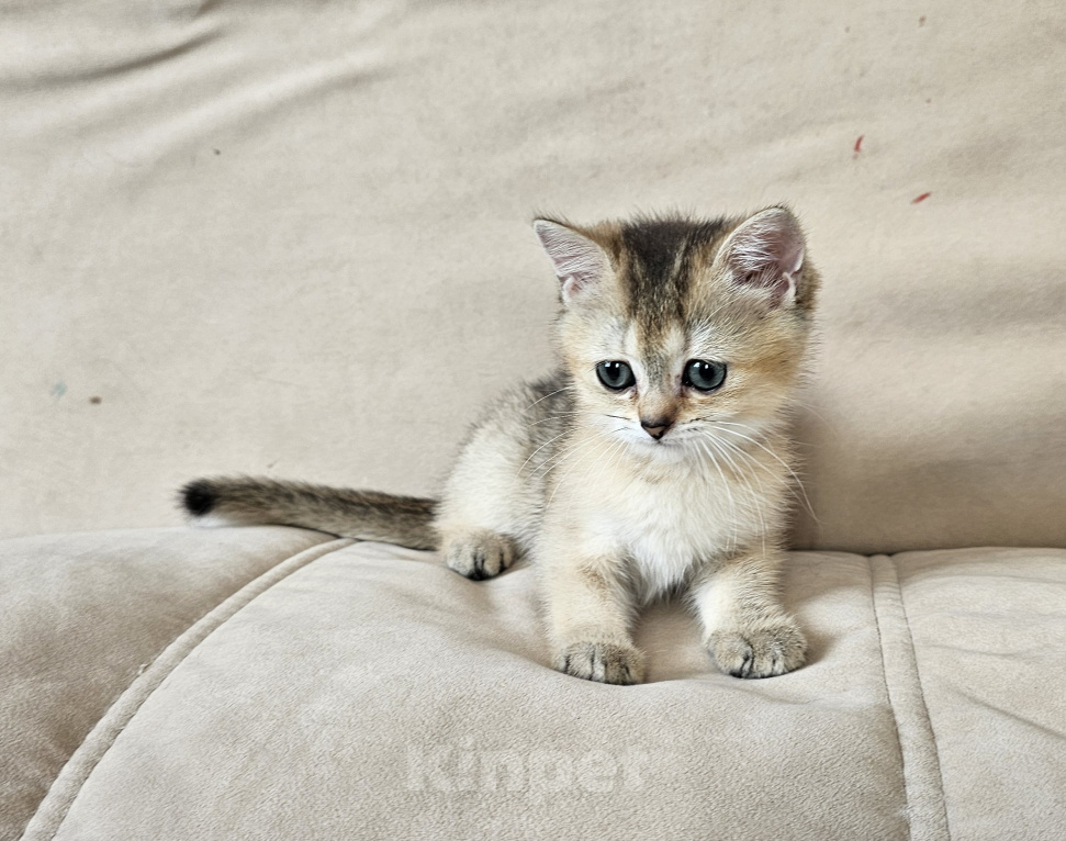 Кошки в Красноярске: Котенок золотая шиншилла Мальчик, 40 000 руб. - фото 3