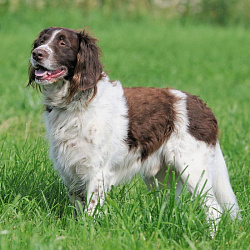 Мюнстерлендер