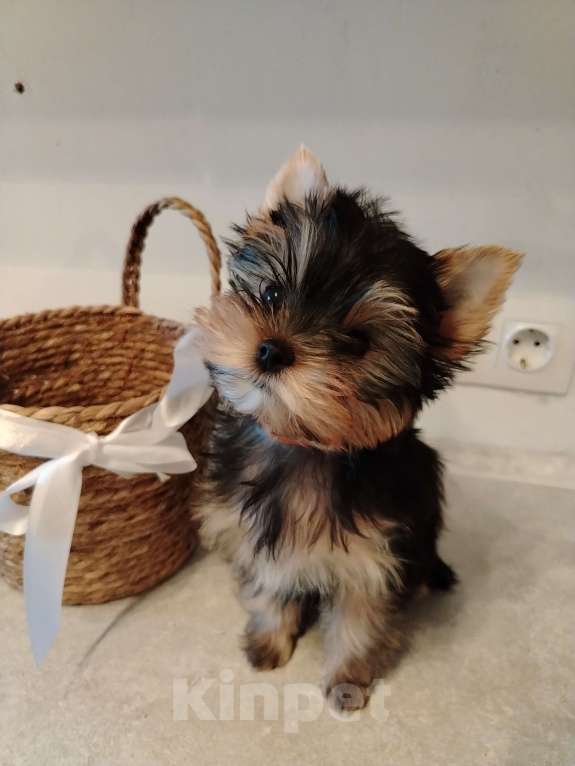 Собаки в Томске: Девица АШАНТИ Девочка, 55 000 руб. - фото 3