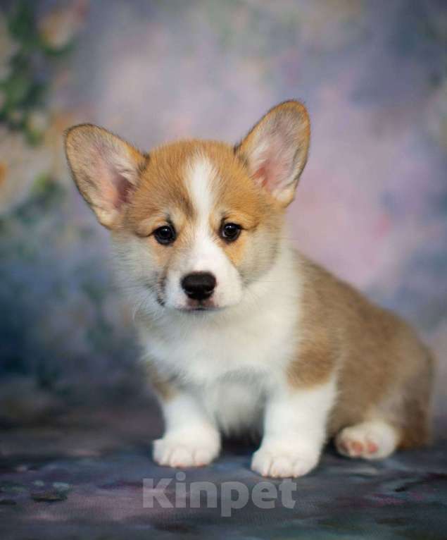 Собаки в Гатчине: Щенки вельш-корги пемброк (РКФ) Мальчик, 70 000 руб. - фото 6