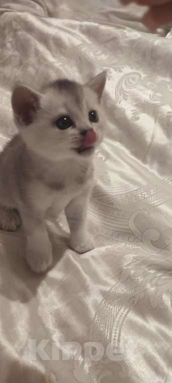 Кошки в других городах Московской области: Серебристая шиншилла скоттиш-страйт мальчик Мальчик, 15 000 руб. - фото 7
