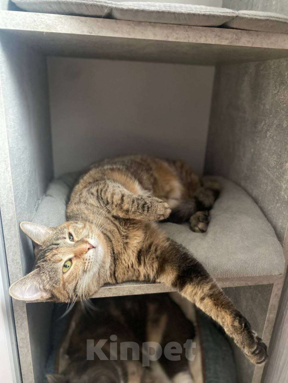 Кошки в Москве: Нежная Туся ищет дом Девочка, Бесплатно - фото 3