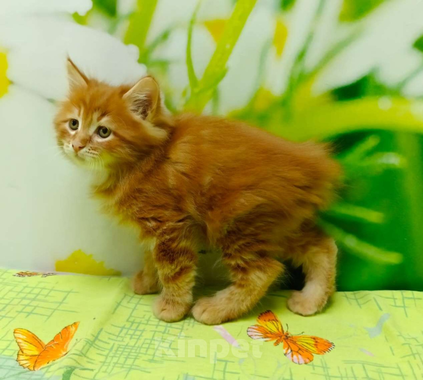 Кошки в Чите: Драгоценные котята курильского бобтейла Мальчик, 30 000 руб. - фото 2