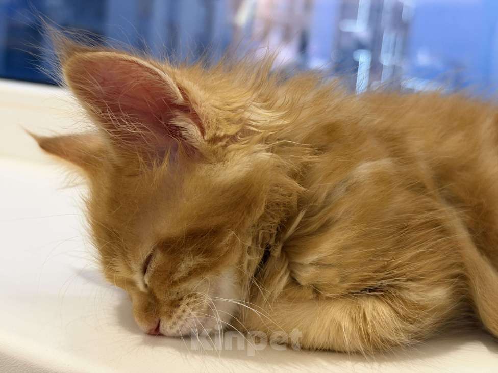 Кошки в Краснодаре: Котята Мейн кун Девочка, 10 000 руб. - фото 2