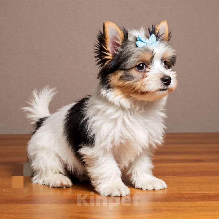 Собаки в Нижнем Новгороде: Продаётся щенок Бивер-терьера Мальчик, 50 000 руб. - фото 2