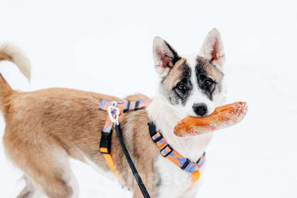 Собаки в Москве: Яркая Рина ищет дом Девочка, Бесплатно - фото 4
