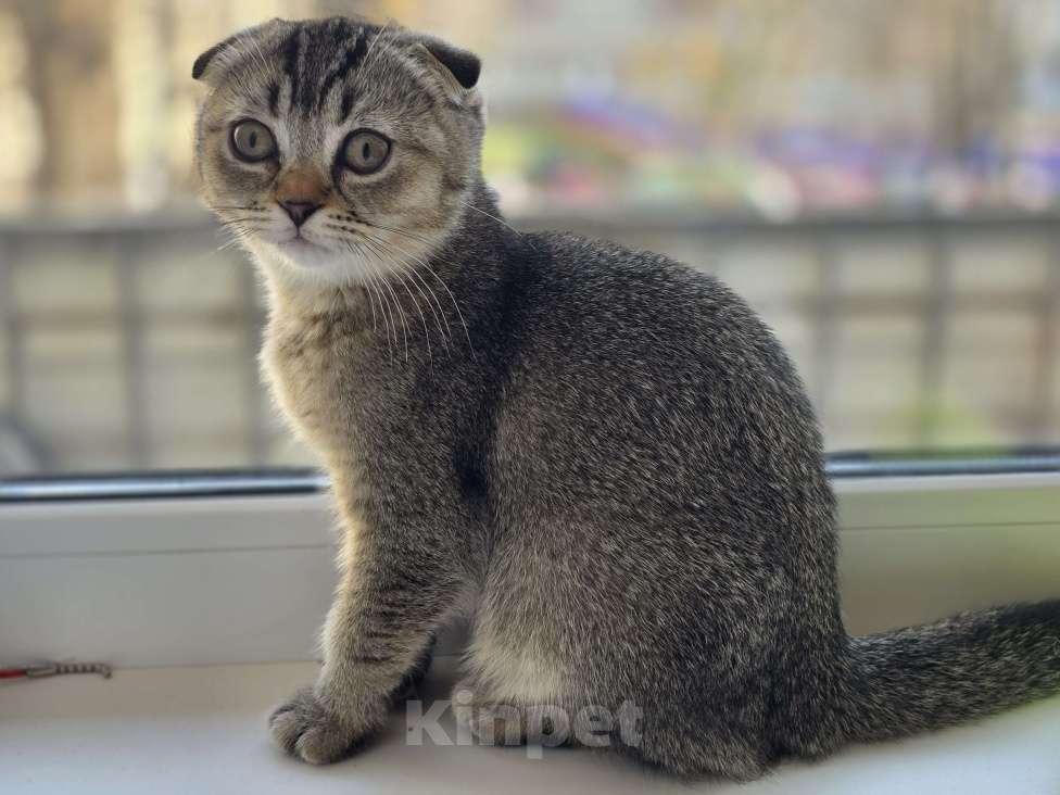 Кошки в Москве: Девочка  Девочка, 40 000 руб. - фото 1