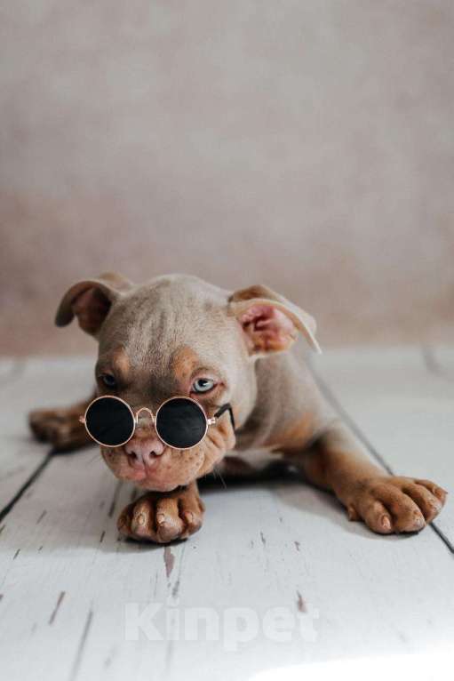 Собаки в Иркутске: Американский булли Мальчик, 120 000 руб. - фото 2