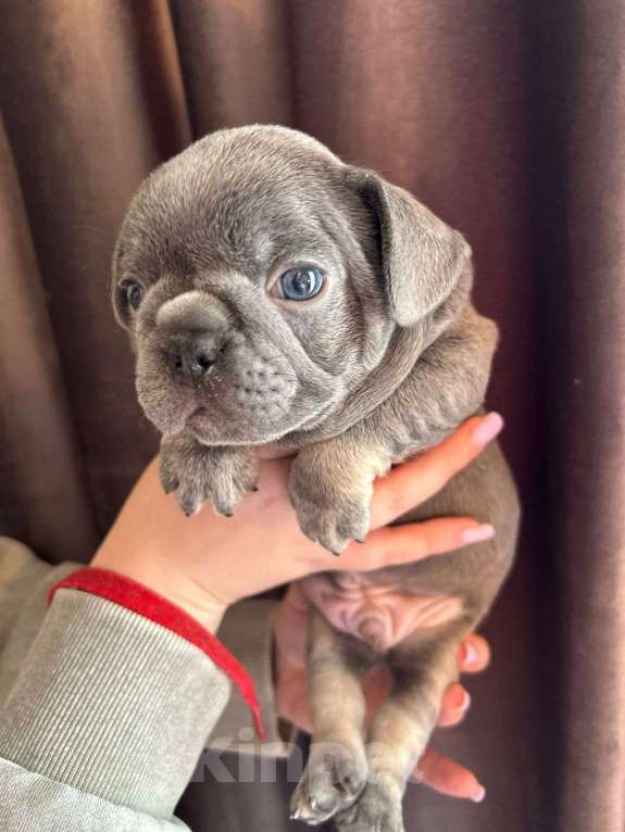 Собаки в Нижнем Новгороде: Ищем ответственных родителей Мальчик, 50 000 руб. - фото 3