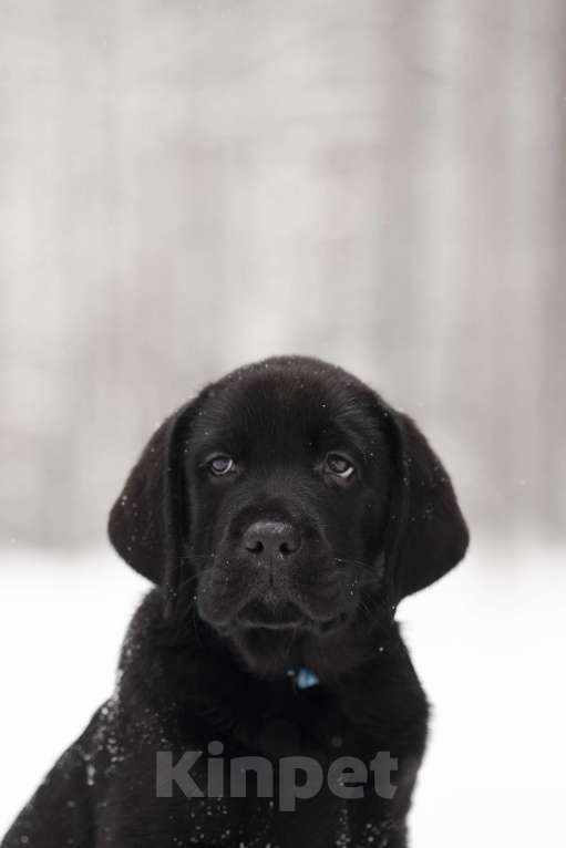 Собаки в Санкт-Петербурге: IRISLAV BLUES Мальчик, 160 000 руб. - фото 2