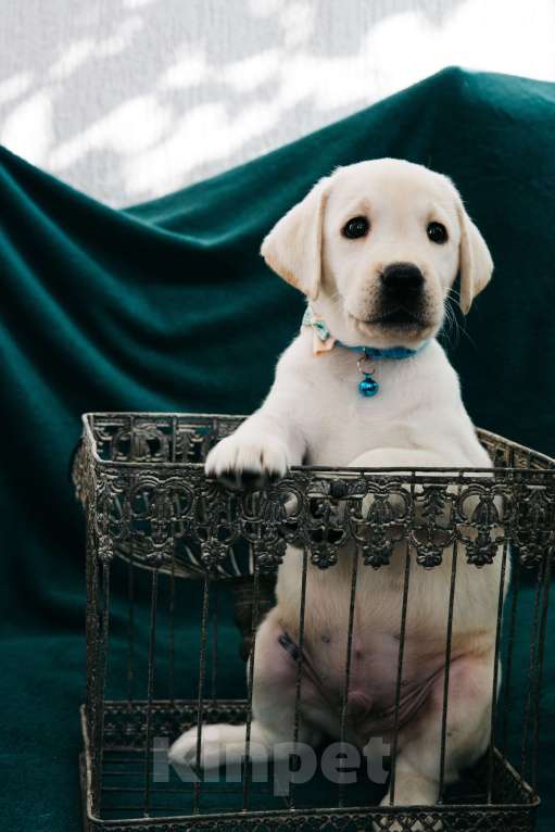 Собаки в Москве: Лабрадор-ретривер, щенок Мальчик, Бесплатно - фото 2