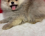 Собаки в Москве: Померанский шпиц-  Мальчики  Медвежата Мальчик, 35 000 руб. - фото 2