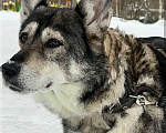 Собаки в Москве: Очень хорошая собачка, в самые Надежные руки!  Девочка, 100 руб. - фото 3