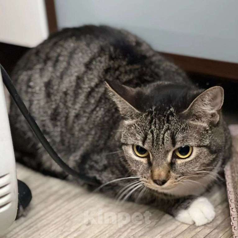 Кошки в Москве: Кики никто не выбирает Девочка, Бесплатно - фото 4