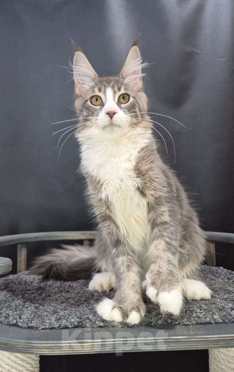 Кошки в Ставрополе: Котик красавиц.  Мальчик, 40 000 руб. - фото 1