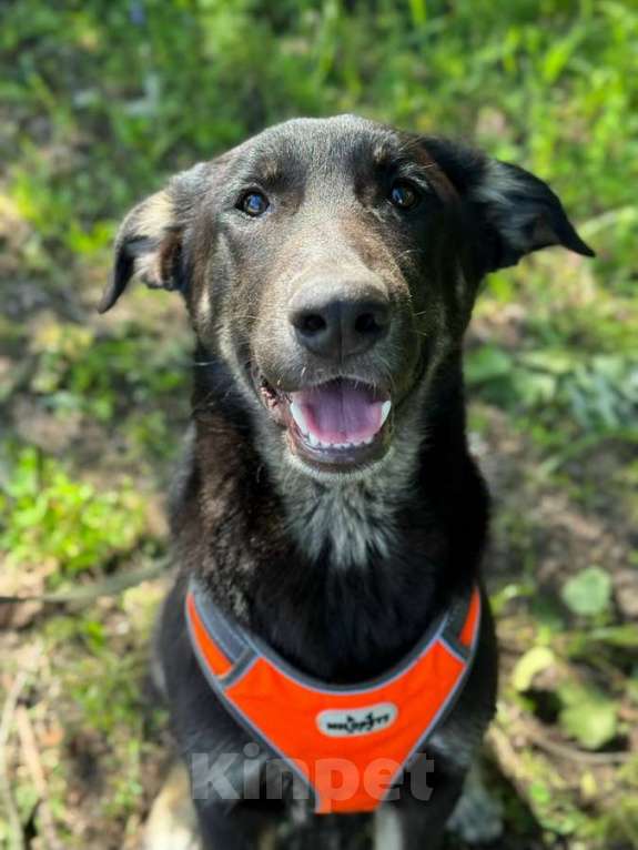 Собаки в Санкт-Петербурге: Умный и симпатичный щенок-подросток ищет дом Мальчик, Бесплатно - фото 7