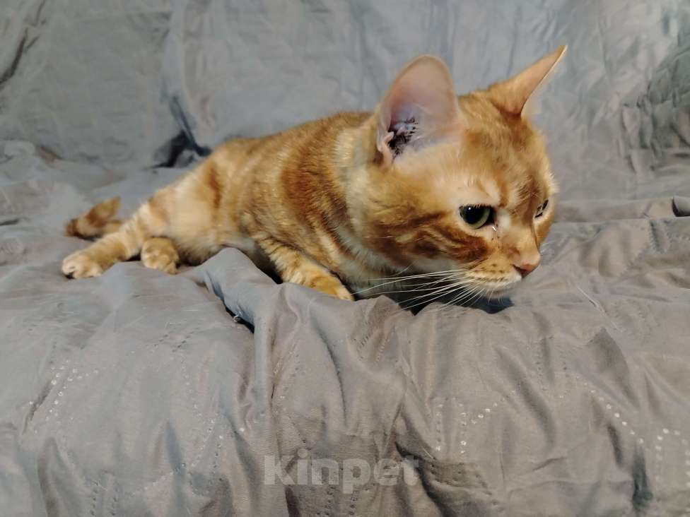 Кошки в Кудрово: Кошка Лёва Девочка, Бесплатно - фото 1