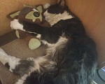 Кошки в Усолье-Сибирском: Пропал кот в ройоне первого участка Мальчик, 500 руб. - фото 2