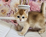 Кошки в Саратове: Шотландский прямоухий котенок Мальчик, 45 000 руб. - фото 5