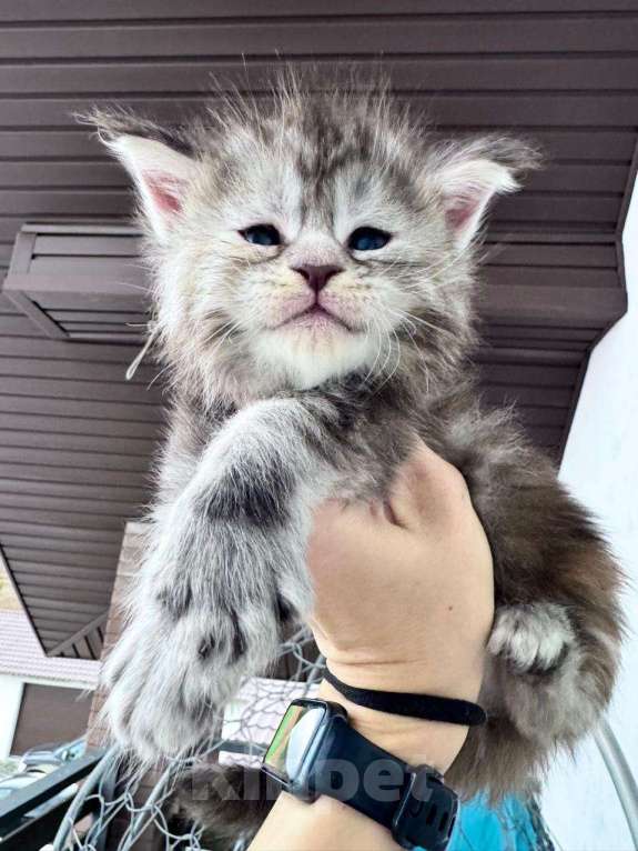 Кошки в Санкт-Петербурге: Котенок Мейн Кун  Девочка, 60 000 руб. - фото 1