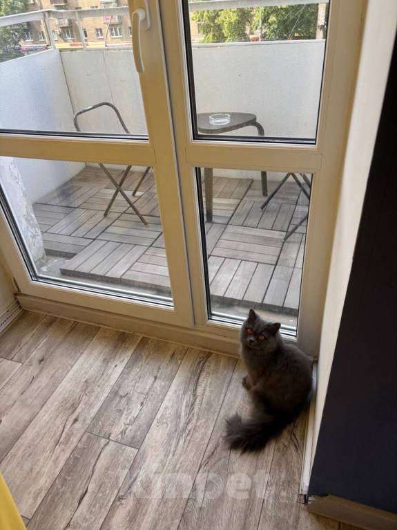 Кошки в Санкт-Петербурге: Кошечка зовут Мышь Девочка, Бесплатно - фото 2