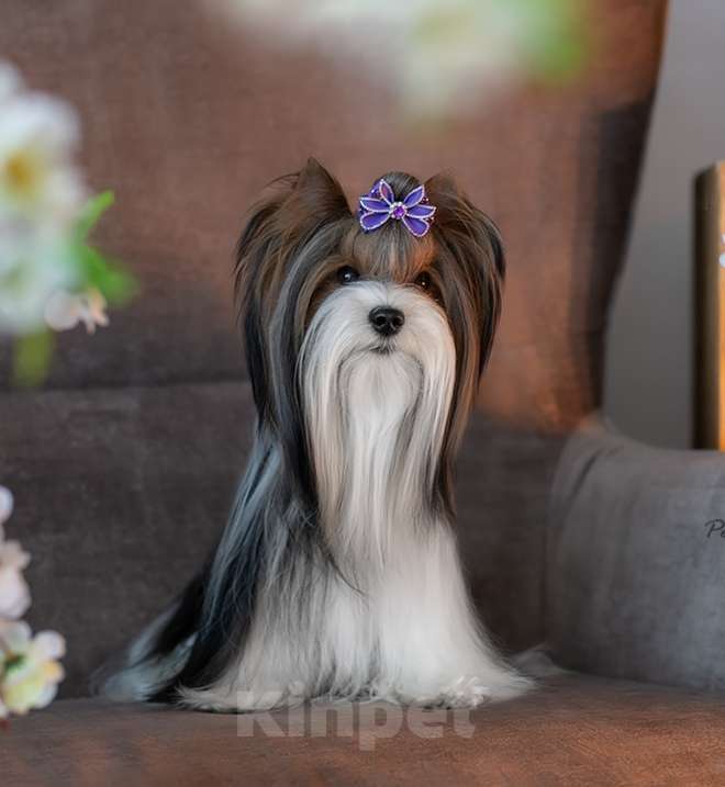 Собаки в Наро-Фоминске: Щенки Бивер-Йорка Мальчик, 55 000 руб. - фото 4