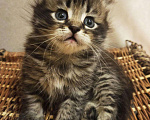 Кошки в Болхове: Сибирские котята, 15 000 руб. - фото 4