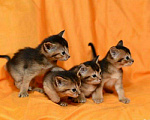 Кошки в Ливны: Абиссинские, 20 000 руб. - фото 2