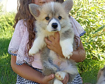 Собаки в Самаре: Щенки Вельш Корги Пемброк  Мальчик, 60 000 руб. - фото 2