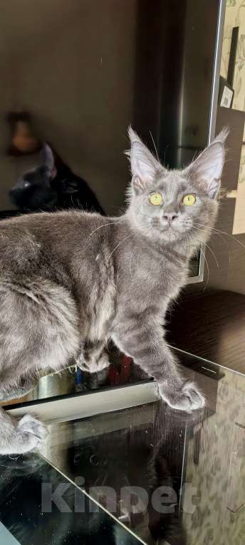 Кошки в Краснодаре: Котята Мейн-кун Разнополые, 35 000 руб. - фото 7