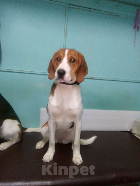 Собаки в других городах Кировской области: Потерялась (украдена) молодая эстонская гончая Девочка, 10 000 руб. - фото 2