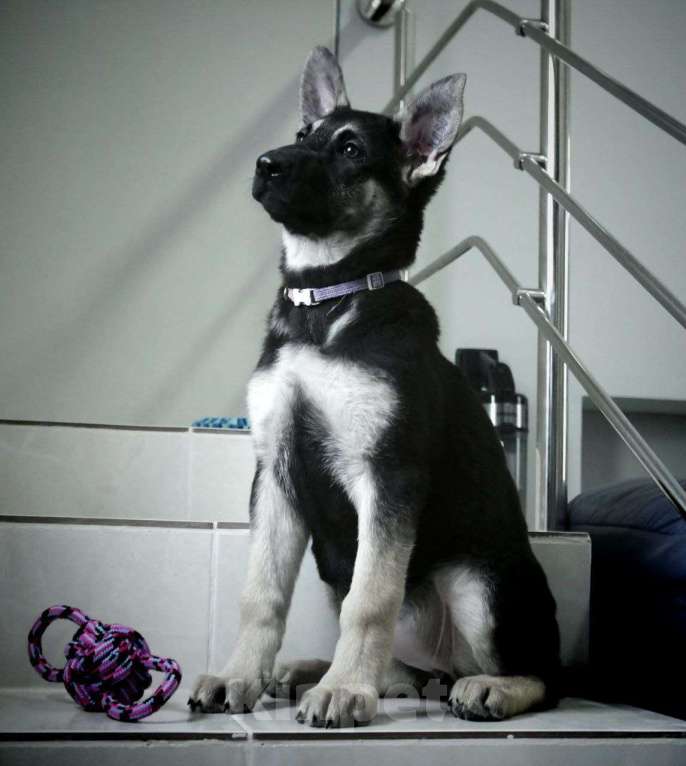 Собаки в Севастополе: щенок восточноевропейской овчарки, документы РКФ Мальчик, 60 000 руб. - фото 3