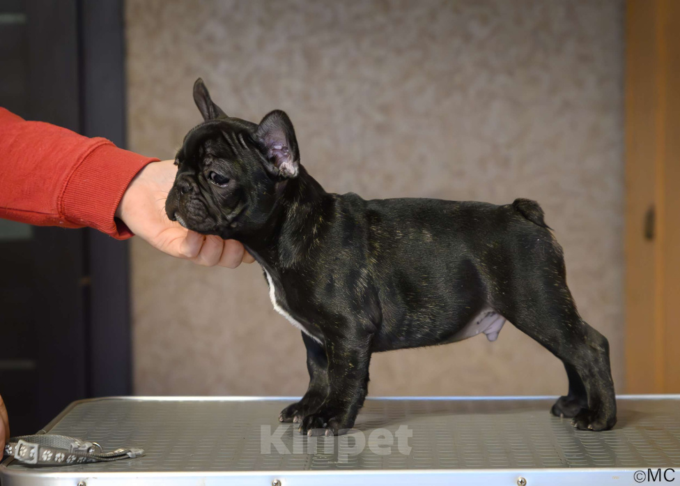 Собаки в Щелково: Французский бульдог мальчик Мальчик, Бесплатно - фото 3