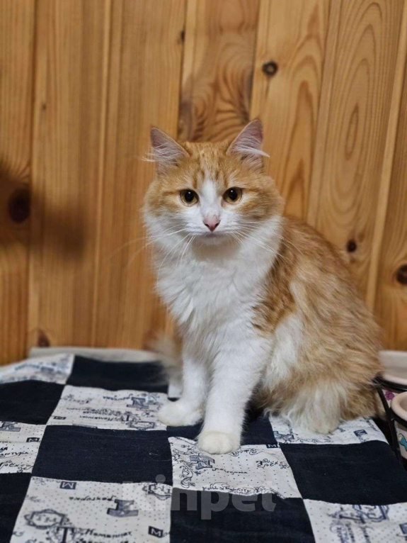 Кошки в Выборге: Молоденькая кошка Молли в добрые руки Девочка, Бесплатно - фото 1
