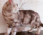 Кошки в Москве: Котика Харви выкинули хозяева Мальчик, Бесплатно - фото 1