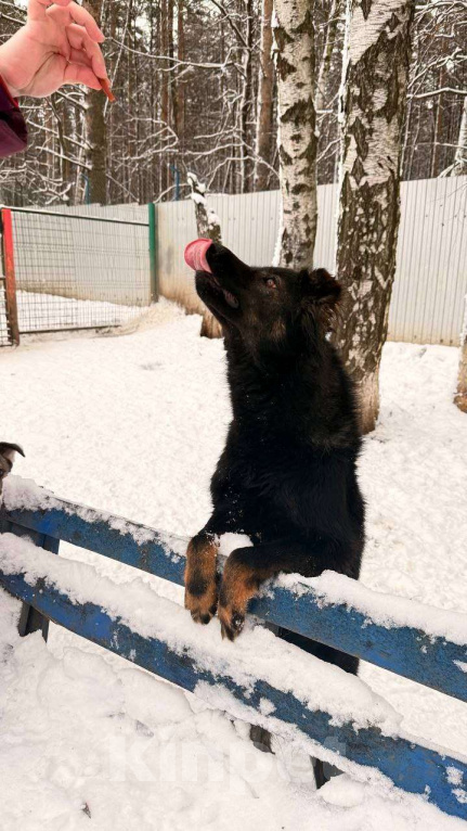 Собаки в Москве: Собака Марта ищет дом! Девочка, Бесплатно - фото 5