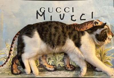 Кошки в Москве: Кот ученый Тоша в добрые руки Мальчик, 1 руб. - фото 8