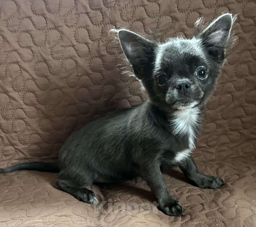 Собаки в Санкт-Петербурге: Щенок чихуахуа Мальчик, 45 000 руб. - фото 8
