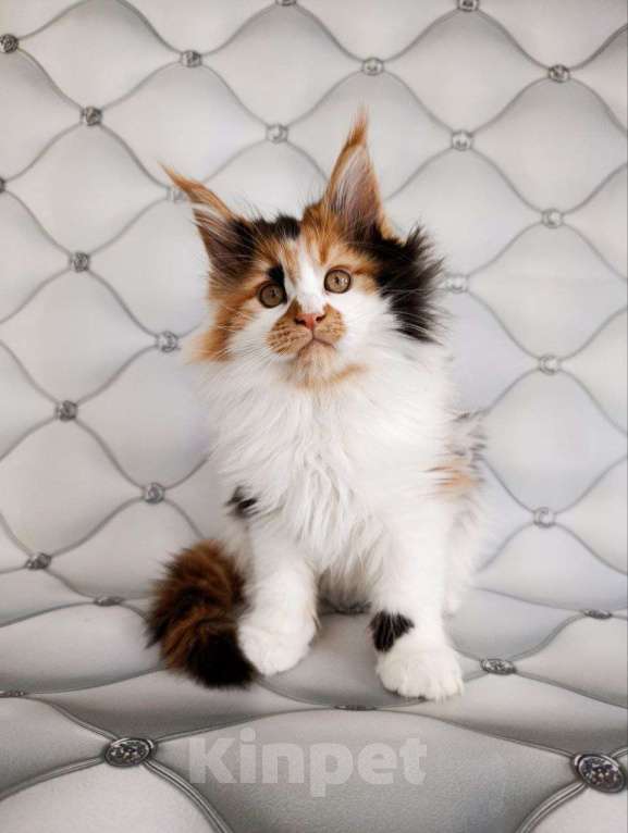 Кошки в Москве: Хонда Девочка, 75 000 руб. - фото 5