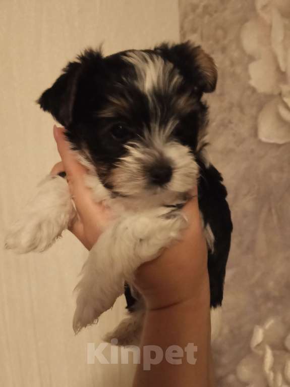 Собаки в Сатке: Биверята мальчики Мальчик, 28 000 руб. - фото 1