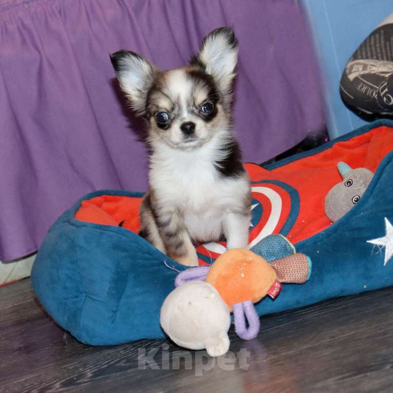 Собаки в Москве: Мраморный щенок чихуахуа Мальчик, 75 000 руб. - фото 2