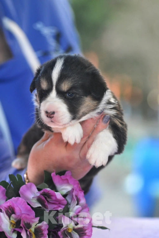 Собаки в Чехове: Щенки кардигана РКФ Девочка, Бесплатно - фото 1