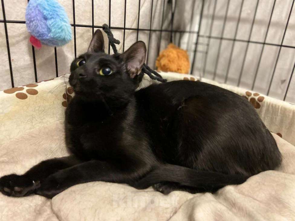 Кошки в Москве: Сиротка Сандра, кошка в добрые руки. Девочка, Бесплатно - фото 3